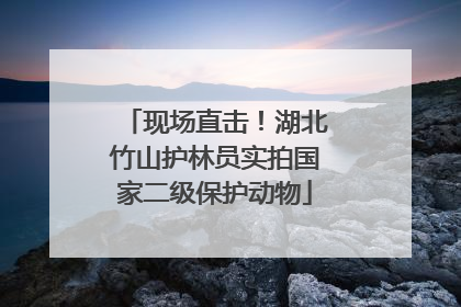 现场直击！湖北竹山护林员实拍国家二级保护动物