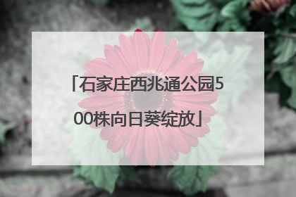 石家庄西兆通公园500株向日葵绽放