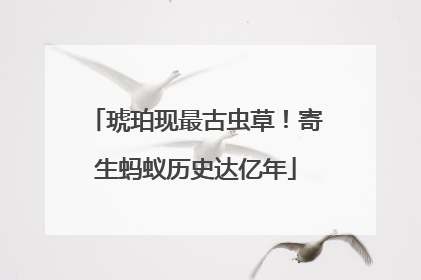 琥珀现最古虫草！寄生蚂蚁历史达亿年