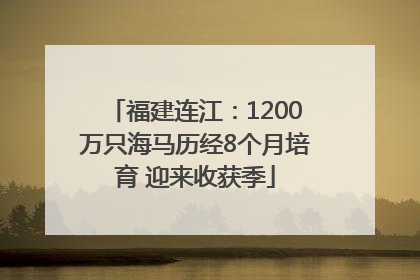福建连江：1200万只海马历经8个月培育 迎来收获季