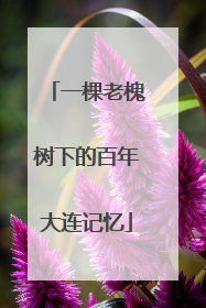 一棵老槐树下的百年大连记忆