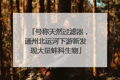 号称天然过滤器，通州北运河下游新发现大量蚌科生物