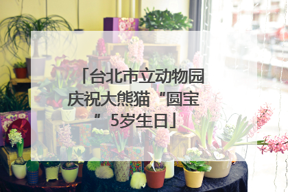 台北市立动物园庆祝大熊猫“圆宝”5岁生日