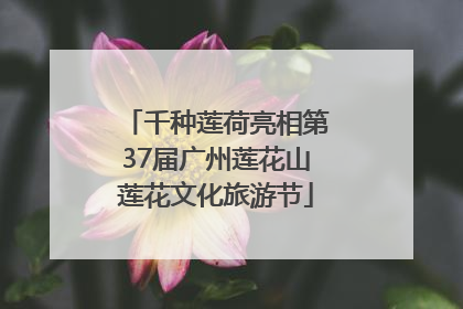 千种莲荷亮相第37届广州莲花山莲花文化旅游节