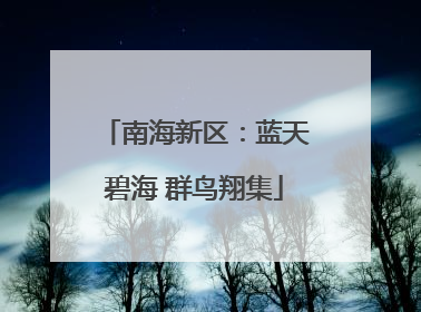南海新区：蓝天碧海 群鸟翔集