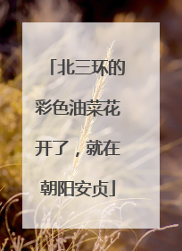 北三环的彩色油菜花开了，就在朝阳安贞