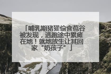 哺乳期猪獾偷食苞谷被发现，逃跑途中累瘫在地！就地放生让其回家“奶孩子”