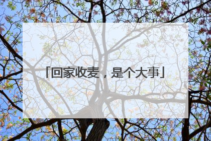 回家收麦，是个大事