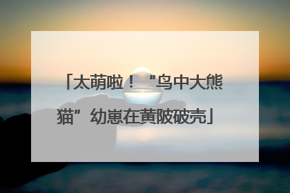 太萌啦！“鸟中大熊猫”幼崽在黄陂破壳