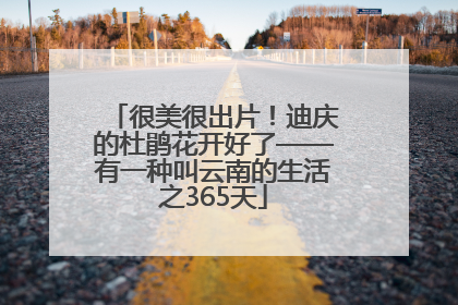 很美很出片！迪庆的杜鹃花开好了——有一种叫云南的生活之365天