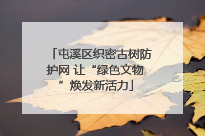 屯溪区织密古树防护网 让“绿色文物”焕发新活力