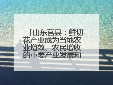 山东莒县：鲜切花产业成为当地农业增效、农民增收的重要产业发展和特色品牌