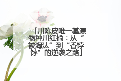 川陈皮唯一基源物种川红橘：从“被淘汰”到“香饽饽”的逆袭之路