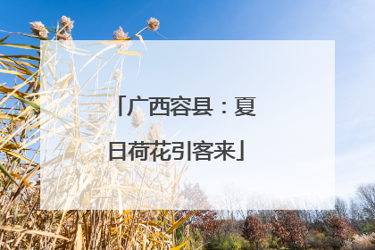 广西容县：夏日荷花引客来