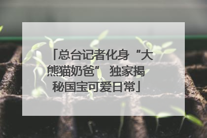 总台记者化身“大熊猫奶爸” 独家揭秘国宝可爱日常