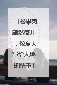 松果菊翩然盛开，像夏天写给大地的情书