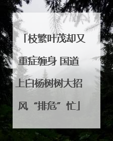 枝繁叶茂却又重症缠身 国道上白杨树树大招风“排危”忙