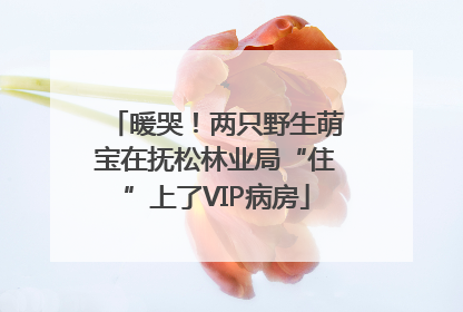 暖哭！两只野生萌宝在抚松林业局“住”上了VIP病房