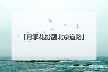 月季花扮靓北京道路