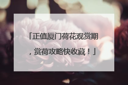 正值厦门荷花观赏期，赏荷攻略快收藏！