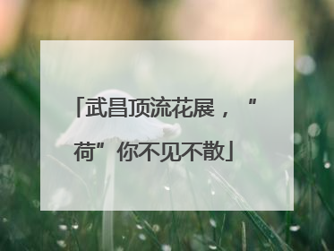 武昌顶流花展，“荷”你不见不散