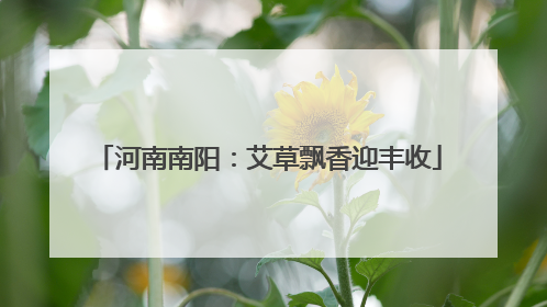河南南阳：艾草飘香迎丰收