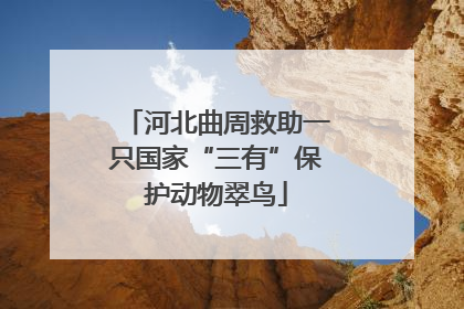 河北曲周救助一只国家“三有”保护动物翠鸟