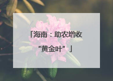 海南：助农增收 “黄金叶”