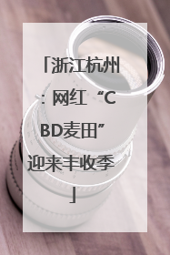 浙江杭州：网红“CBD麦田”迎来丰收季