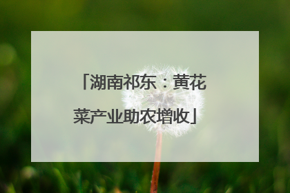 湖南祁东：黄花菜产业助农增收