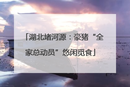 湖北堵河源：豪猪“全家总动员”悠闲觅食