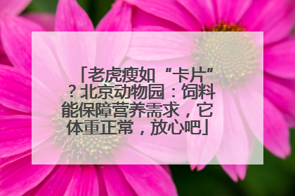 老虎瘦如“卡片”？北京动物园：饲料能保障营养需求，它体重正常，放心吧