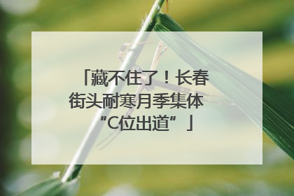 藏不住了！长春街头耐寒月季集体“C位出道”