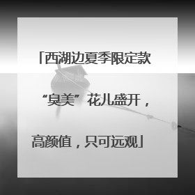 西湖边夏季限定款“臭美”花儿盛开，高颜值，只可远观