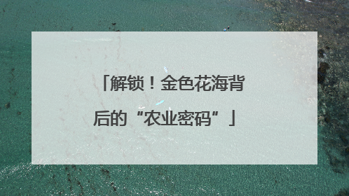 解锁！金色花海背后的“农业密码”