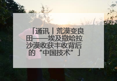 通讯丨荒漠变良田——埃及撒哈拉沙漠收获丰收背后的“中国技术”