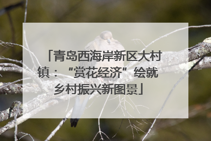 青岛西海岸新区大村镇：“赏花经济”绘就乡村振兴新图景