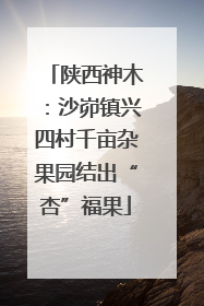 陕西神木：沙峁镇兴四村千亩杂果园结出“杏”福果