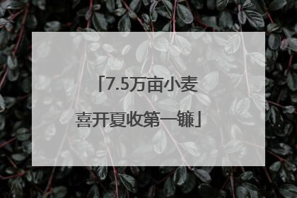 7.5万亩小麦喜开夏收第一镰